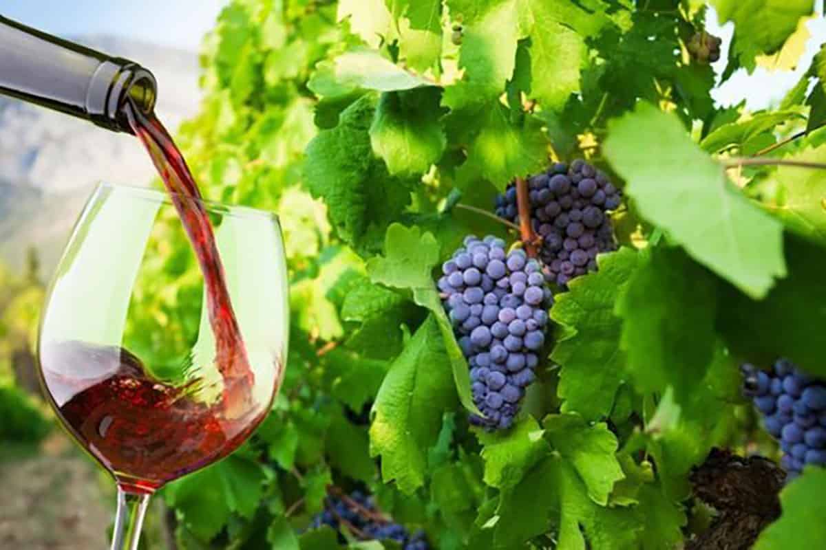 Downunda Presents the Texas Wine Trail by Downunda Pools