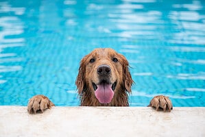 Pets in your Pool